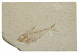 Fossil Fish (Diplomystus) - Green River Formation #217542-1